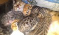 /album/the-long-awaited-litter-a-/evening-sunbeam-bengal-cat-bengal-katzen-amina-bengalska-macka-kocka-1-week-old-litter-a-1-jpg/